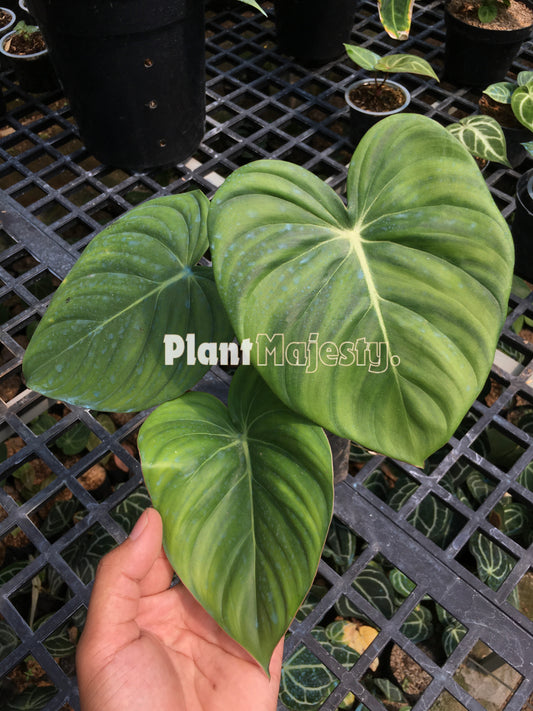 Philodendron Mcdowell