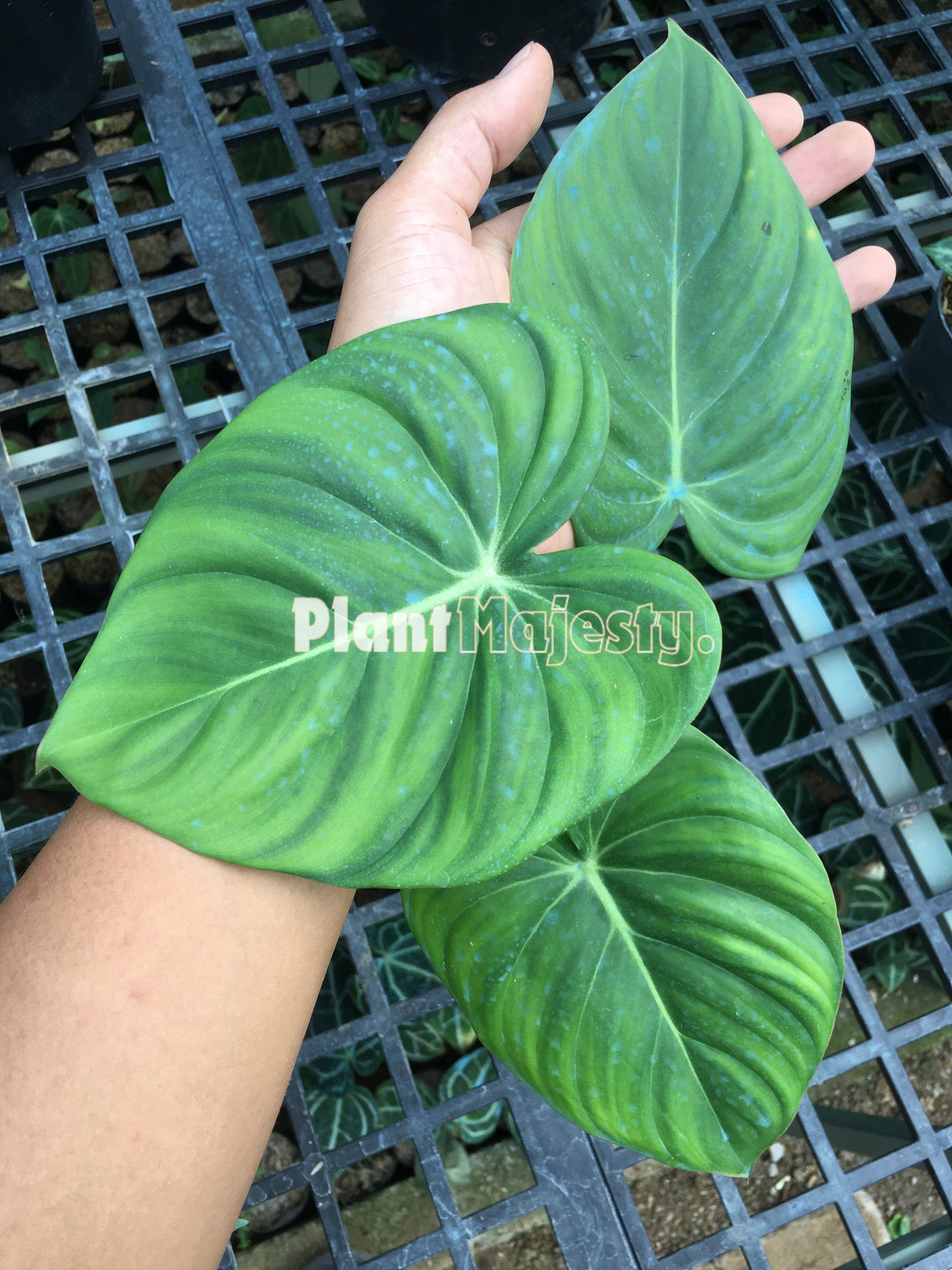 Philodendron Mcdowell