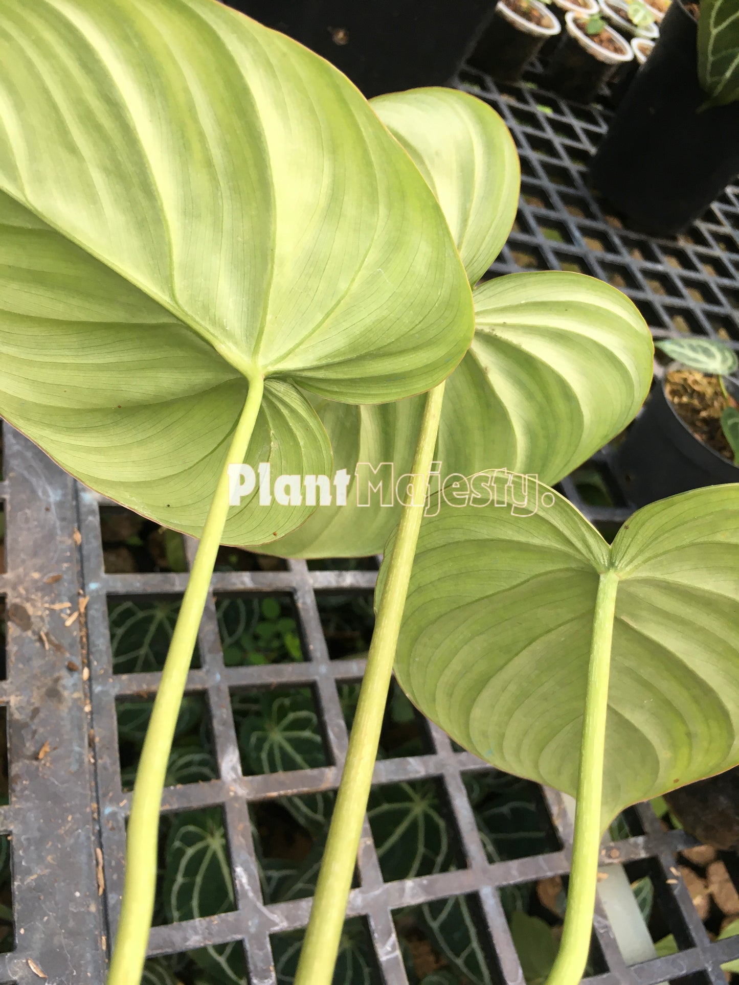 Philodendron Mcdowell