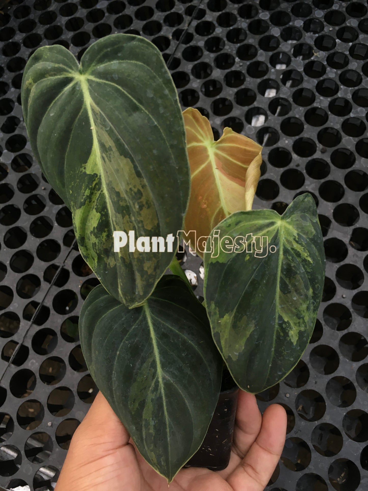 Philodendron Melanochrysum Variegated