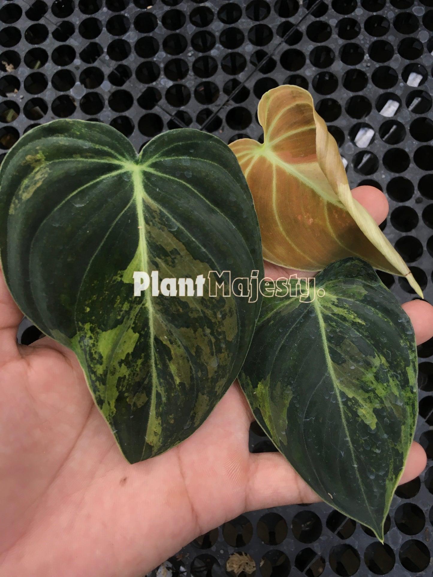 Philodendron Melanochrysum Variegated