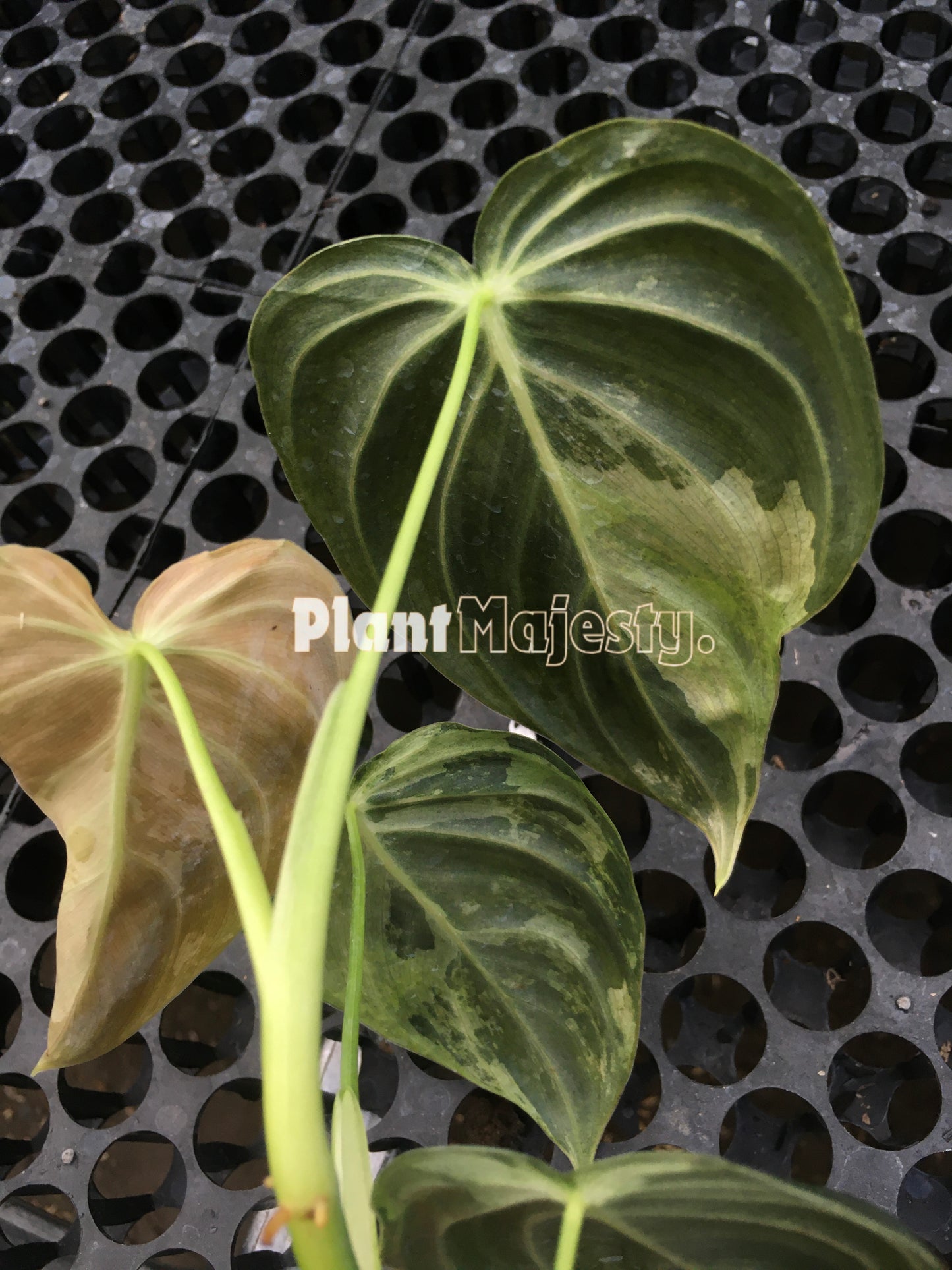 Philodendron Melanochrysum Variegated