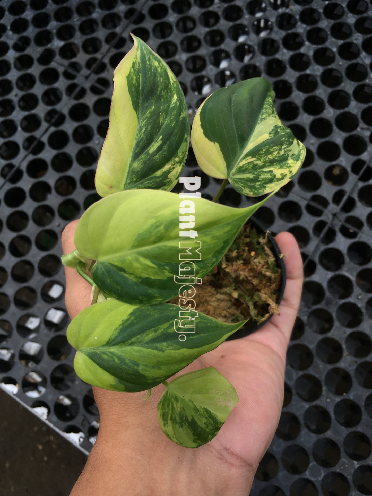 Philodendron Micans Variegated