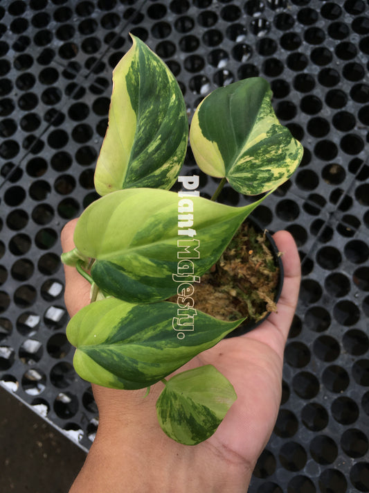 Philodendron Micans Variegated