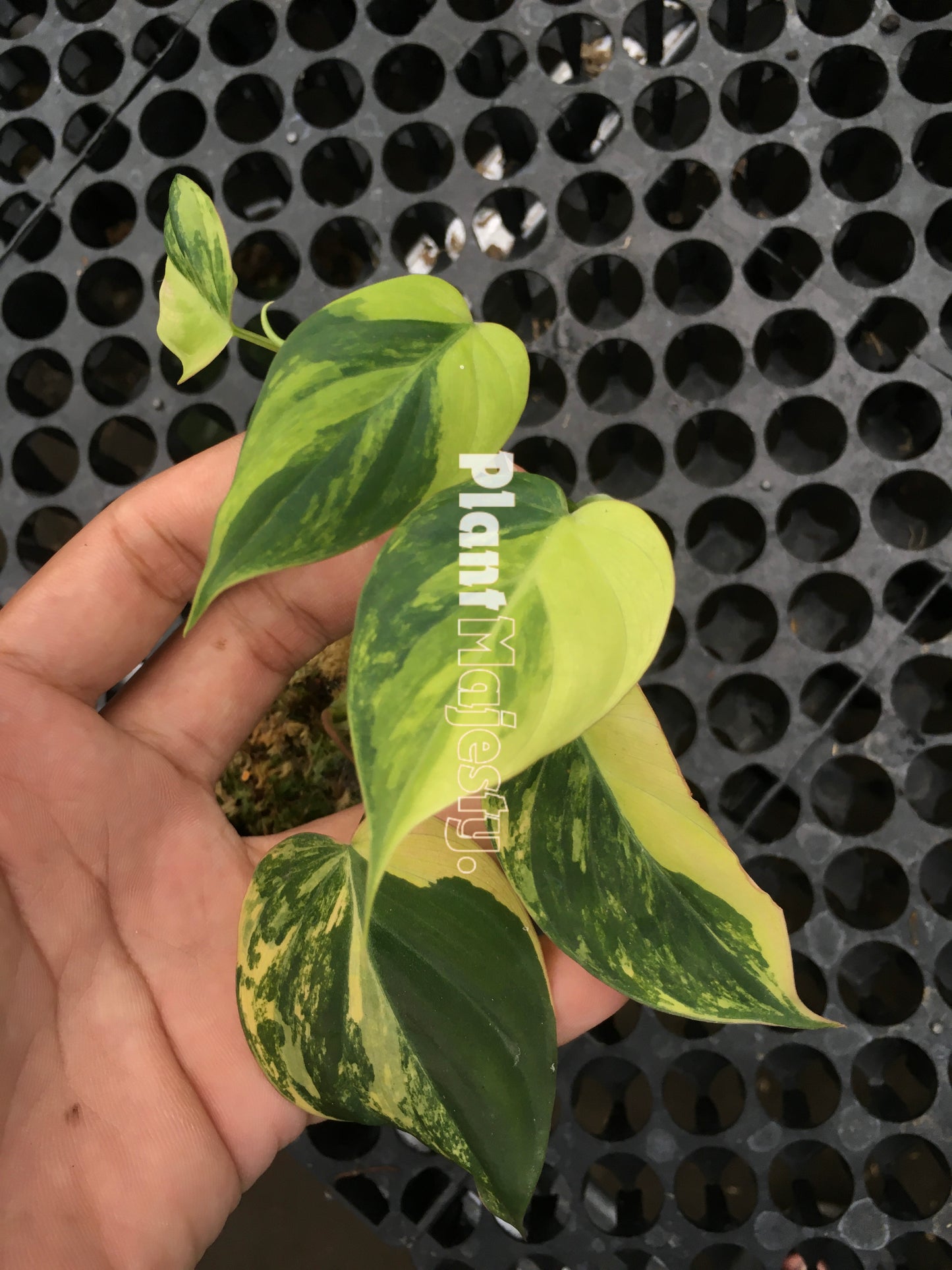 Philodendron Micans Variegated