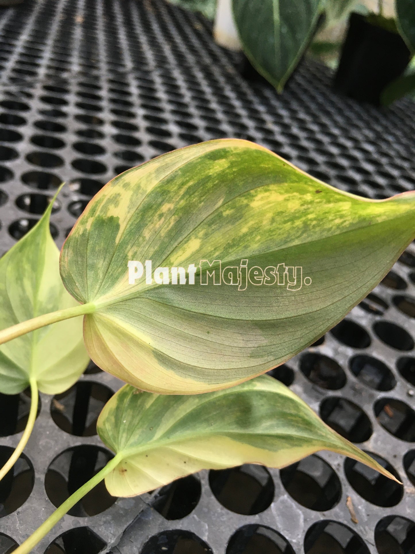 Philodendron Micans Variegated