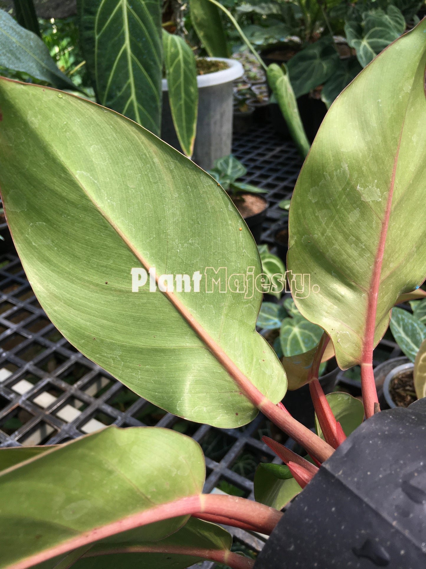 Philodendron Orange Juice