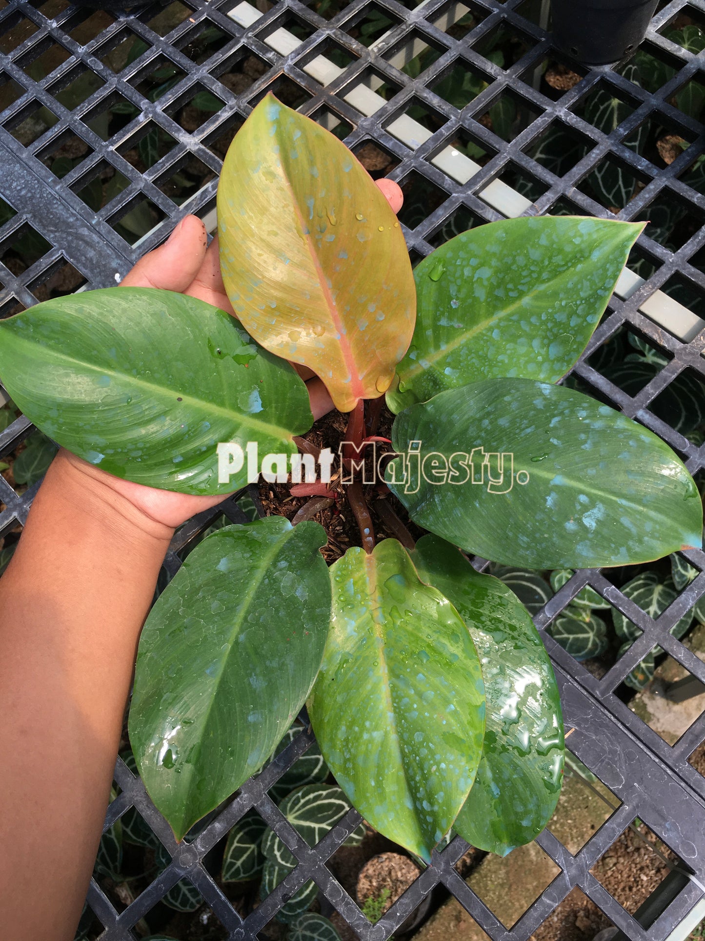 Philodendron Orange Juice