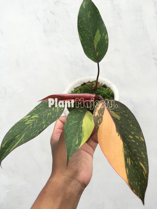 Philodendron Orange Princess