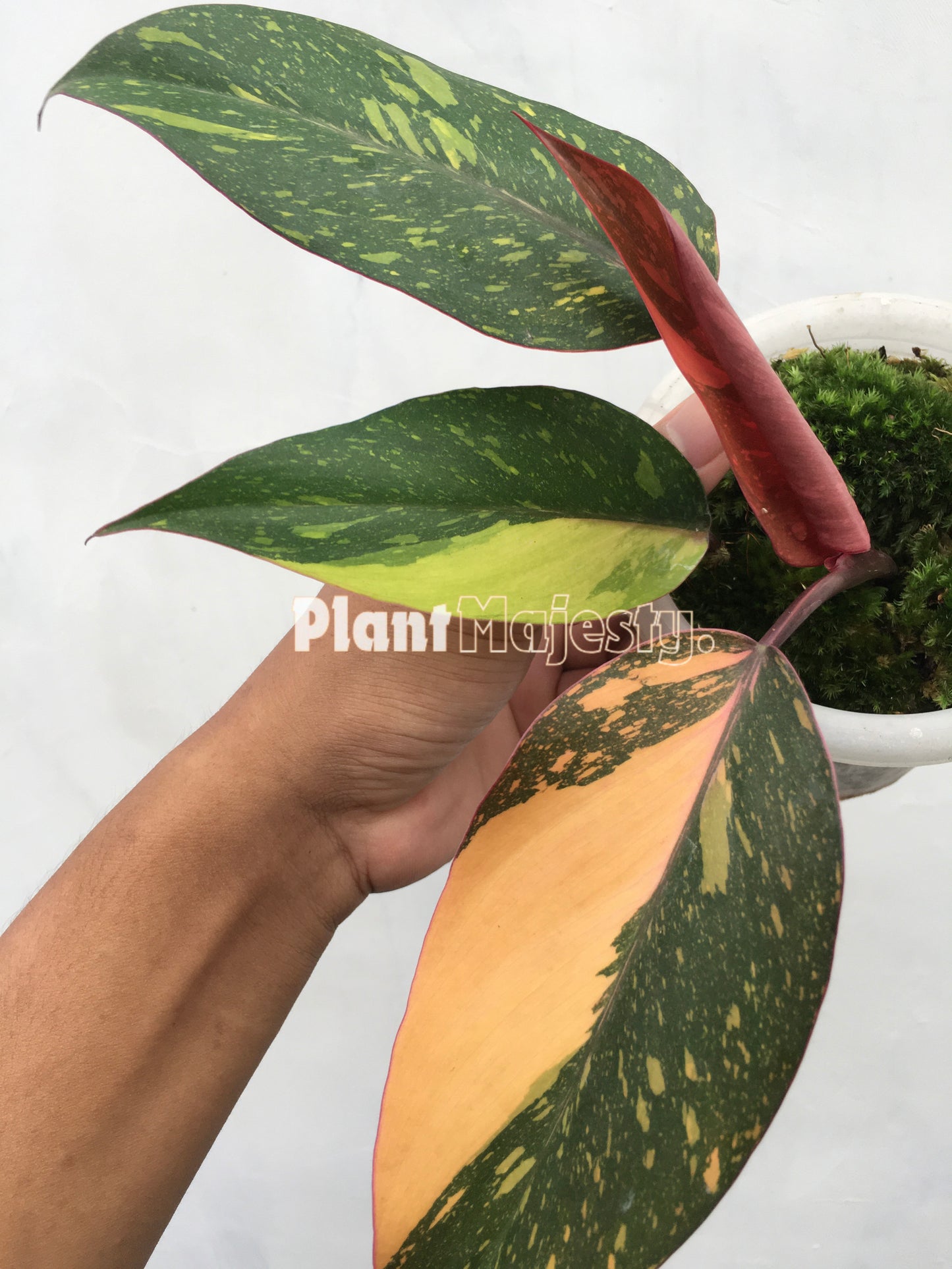 Philodendron Orange Princess