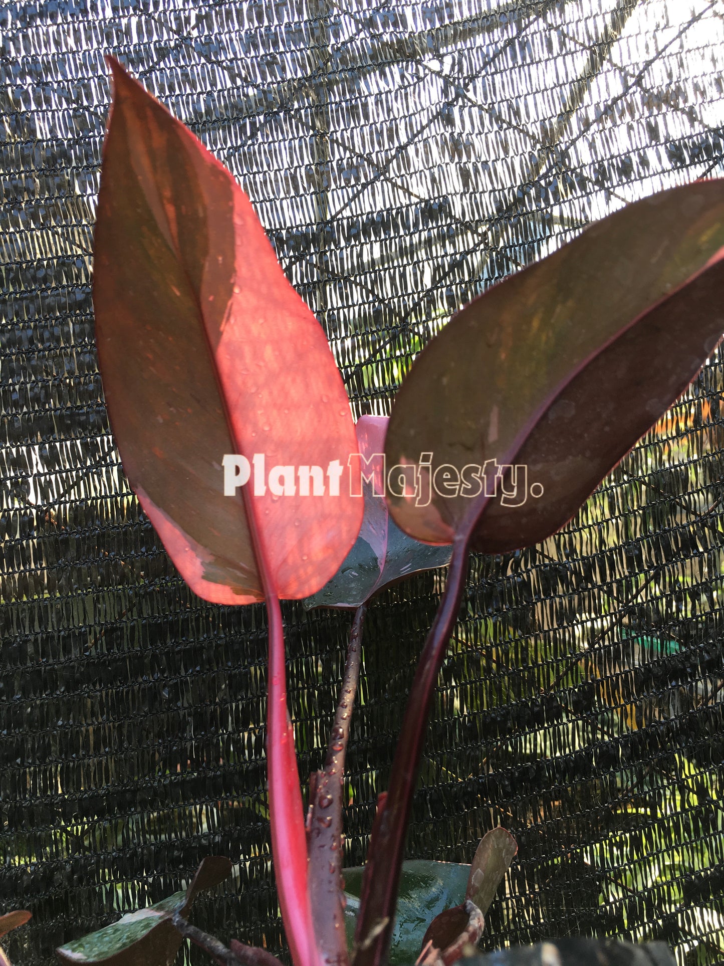 Philodendron Pink Princess small