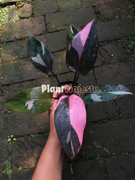 Philodendron Pink Princess small