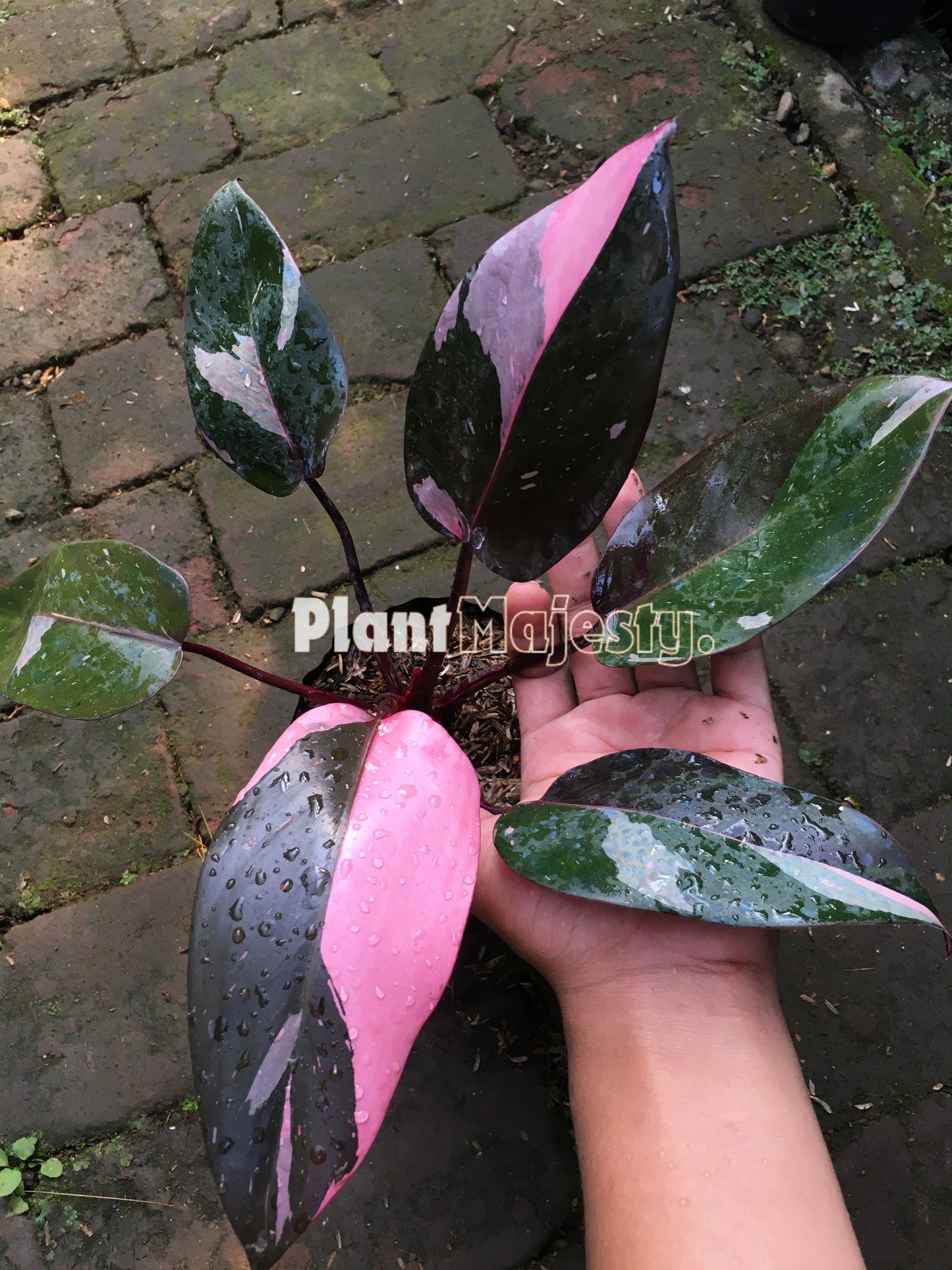 Philodendron Pink Princess small