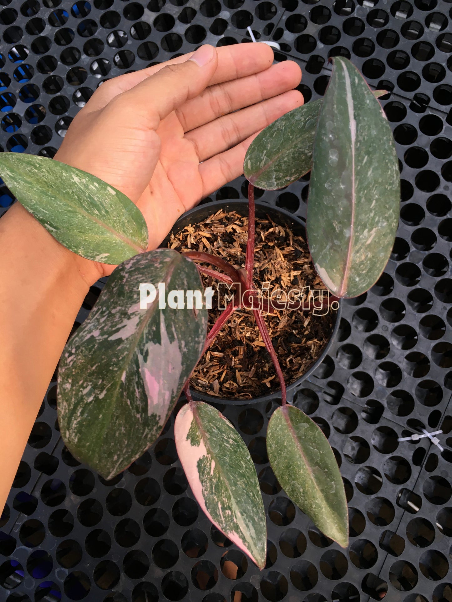 Philodendron Pink Princess Galaxy