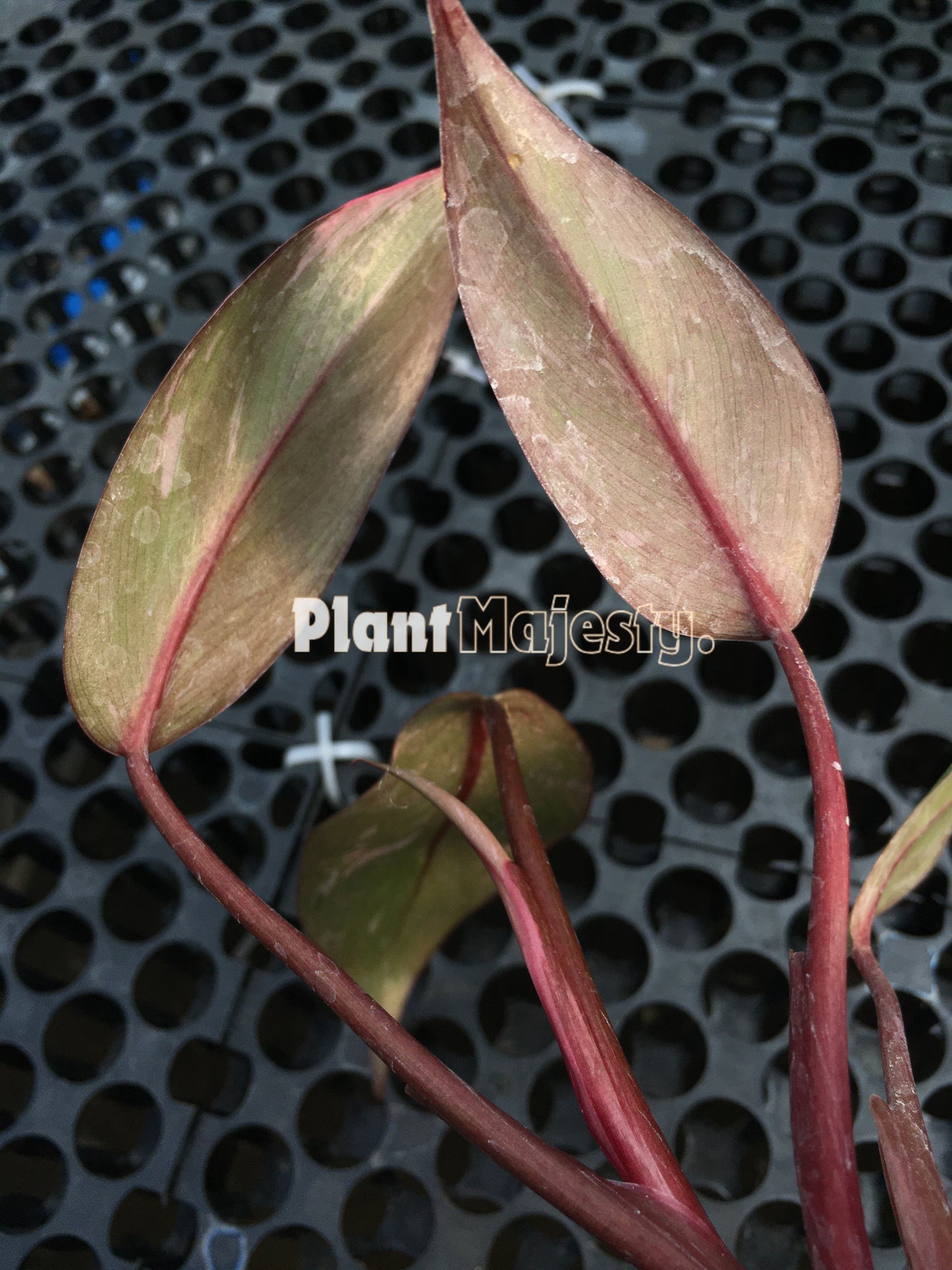 Philodendron Pink Princess Galaxy