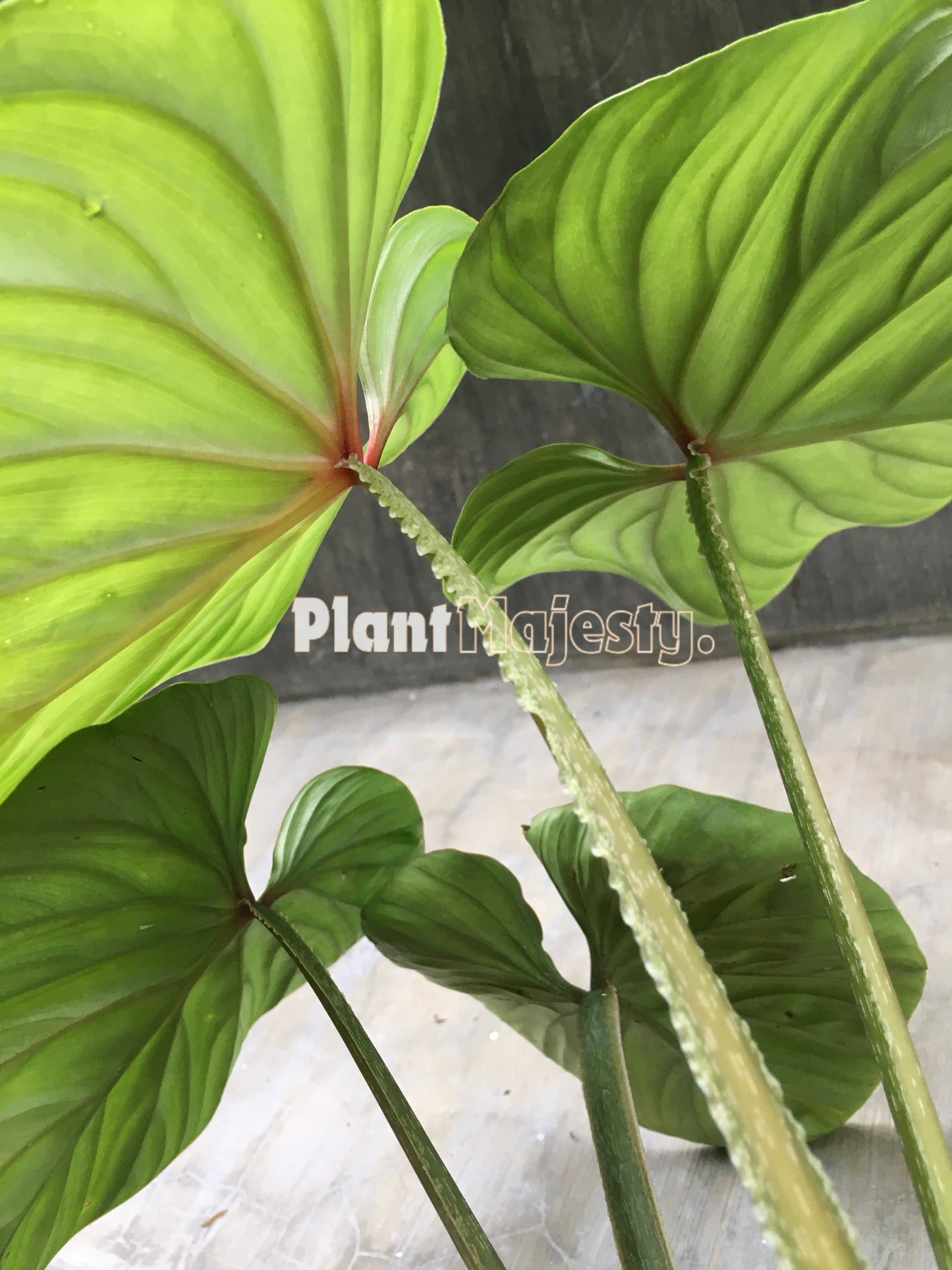 Philodendron Plowmanii Round Form