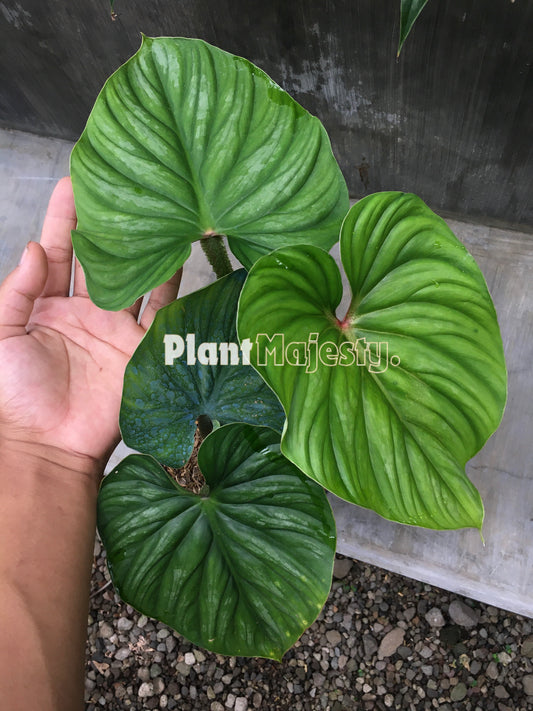 Philodendron Plowmanii Round Form