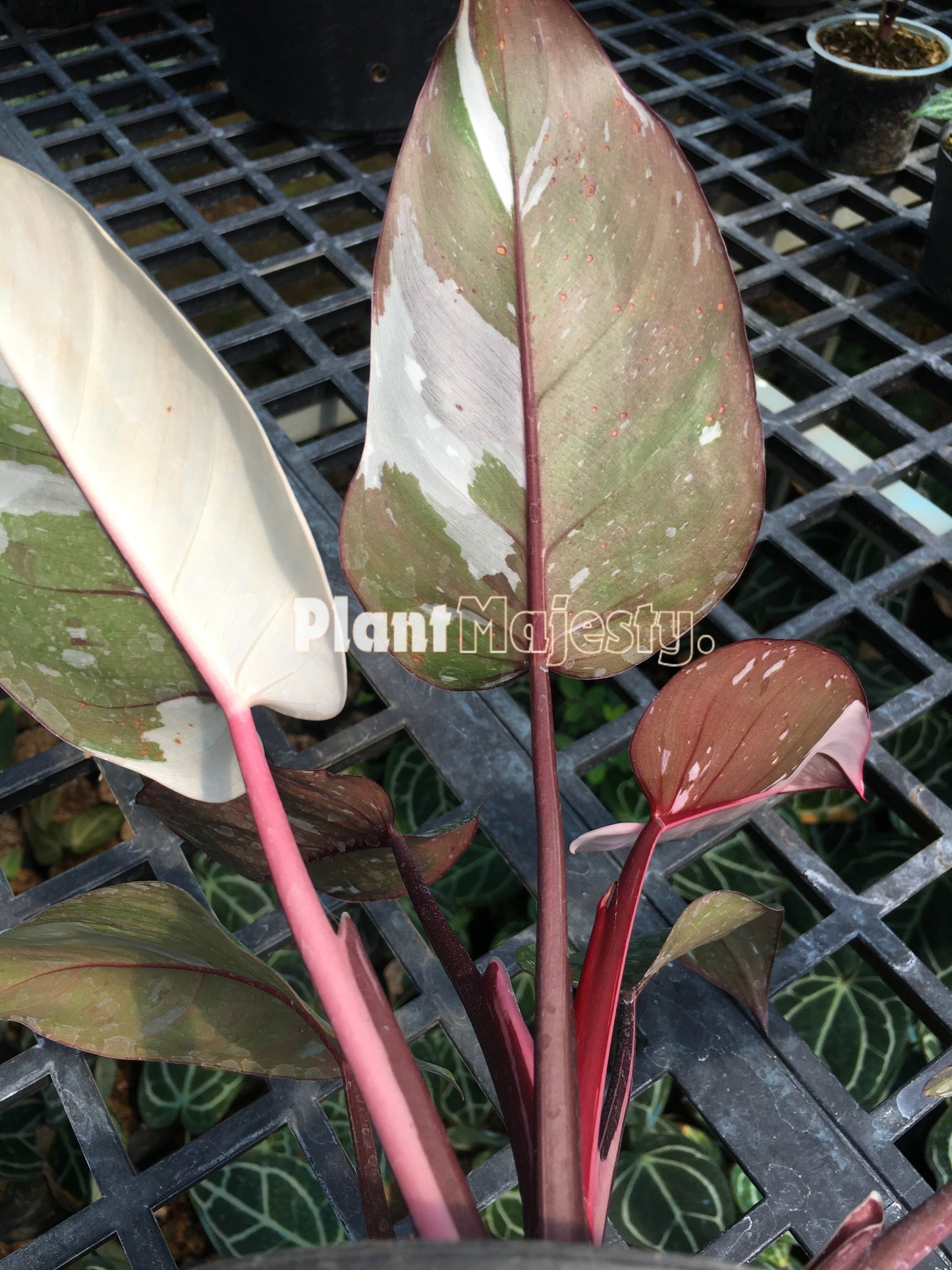 Philodendron Anderson