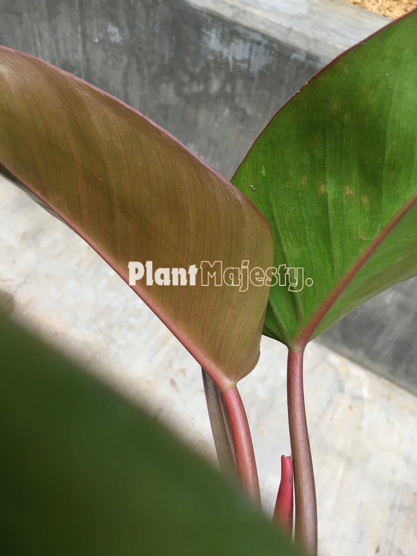 Philodendron Red Congo