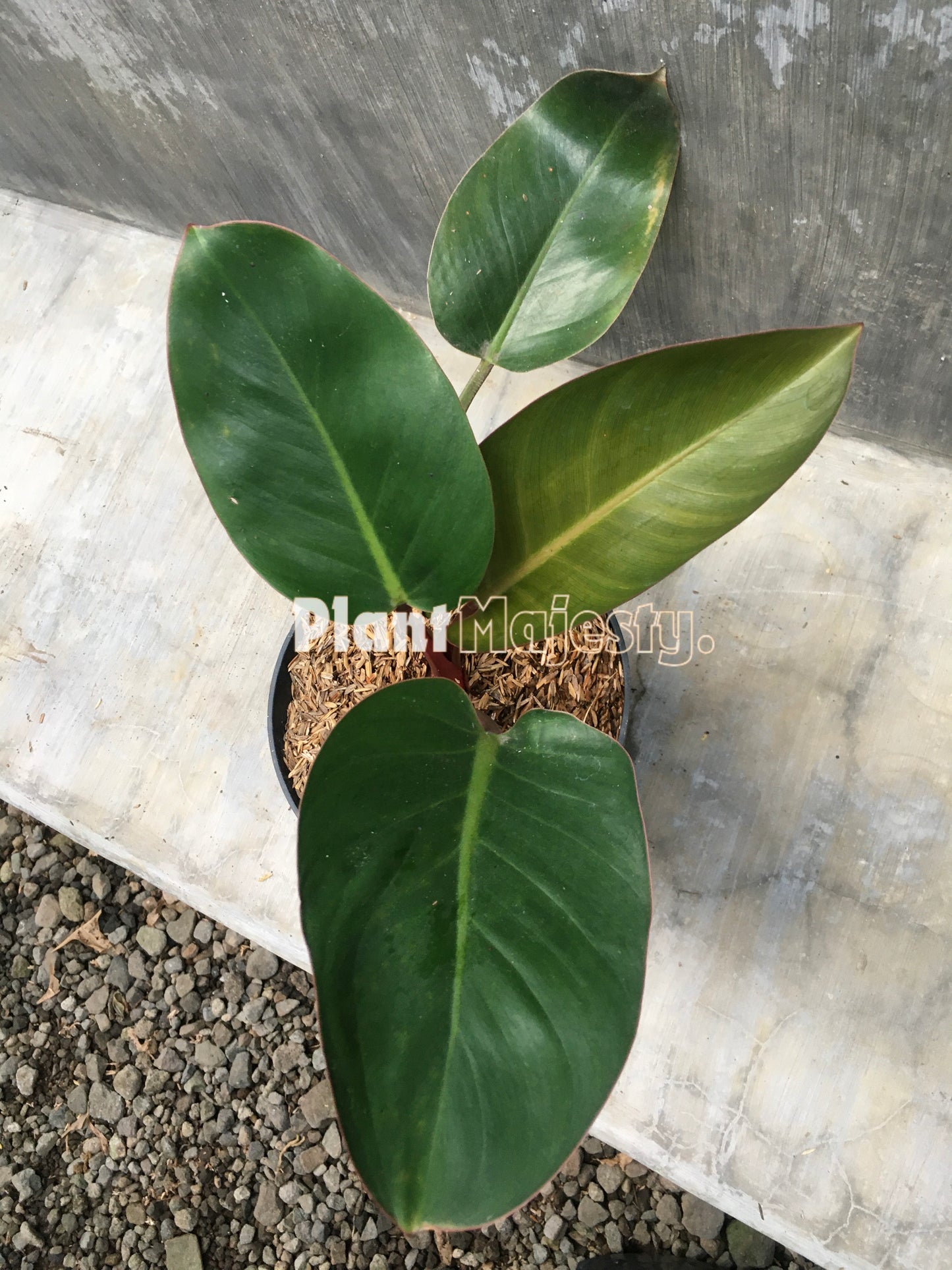 Philodendron Red Congo