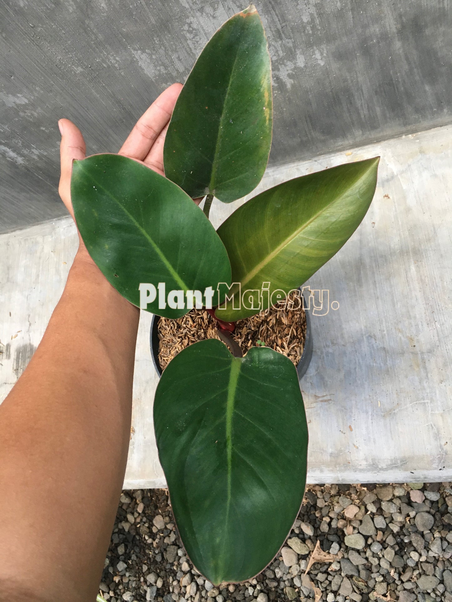 Philodendron Red Congo