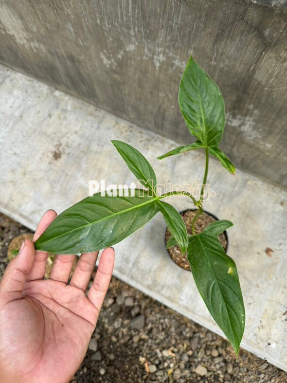 Philodendron Red Tripartitum