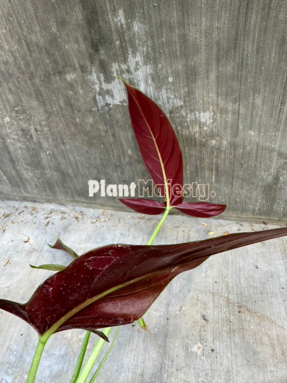 Philodendron Red Tripartitum