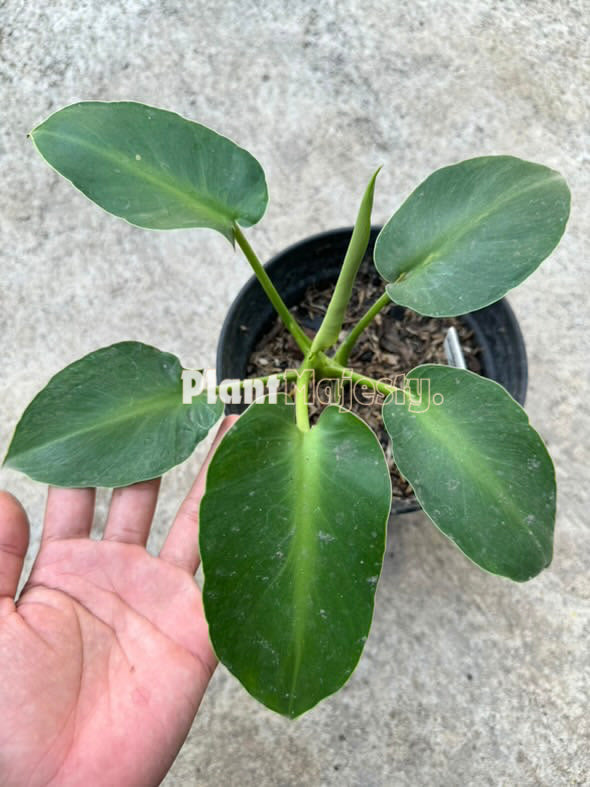 philodendron rugosum aberrant form care