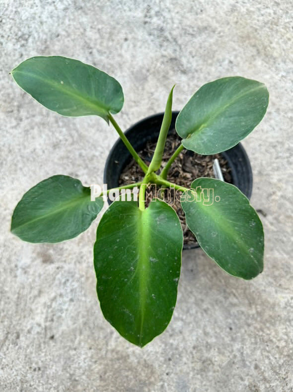 philodendron rugosum aberrant form care