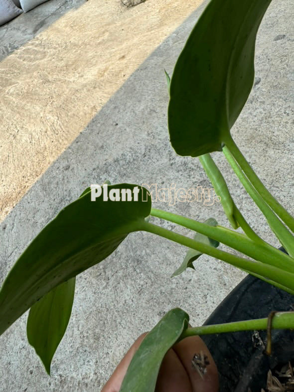 philodendron rugosum aberrant form care