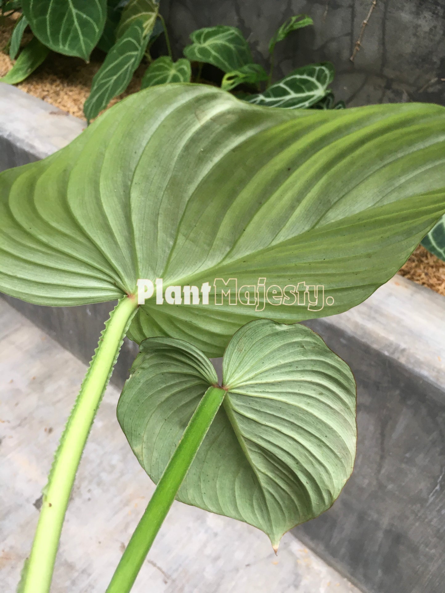 Philodendron Silver Cloud