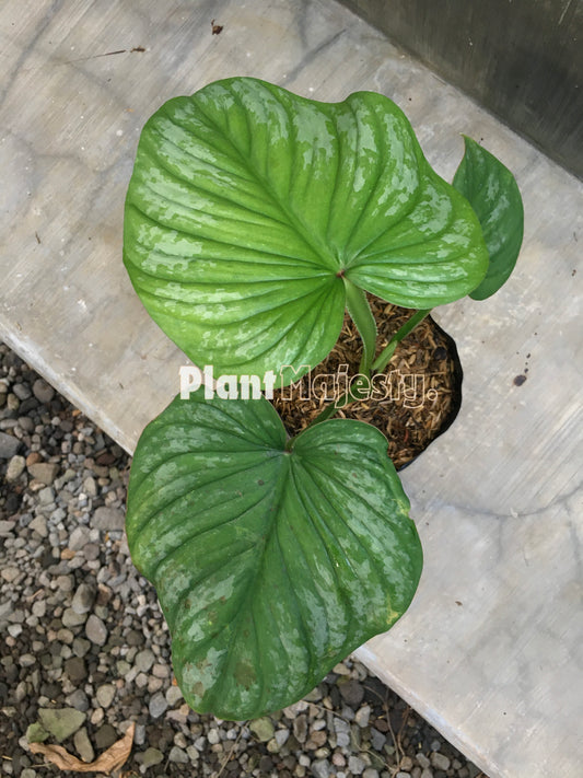 Philodendron Silver Cloud