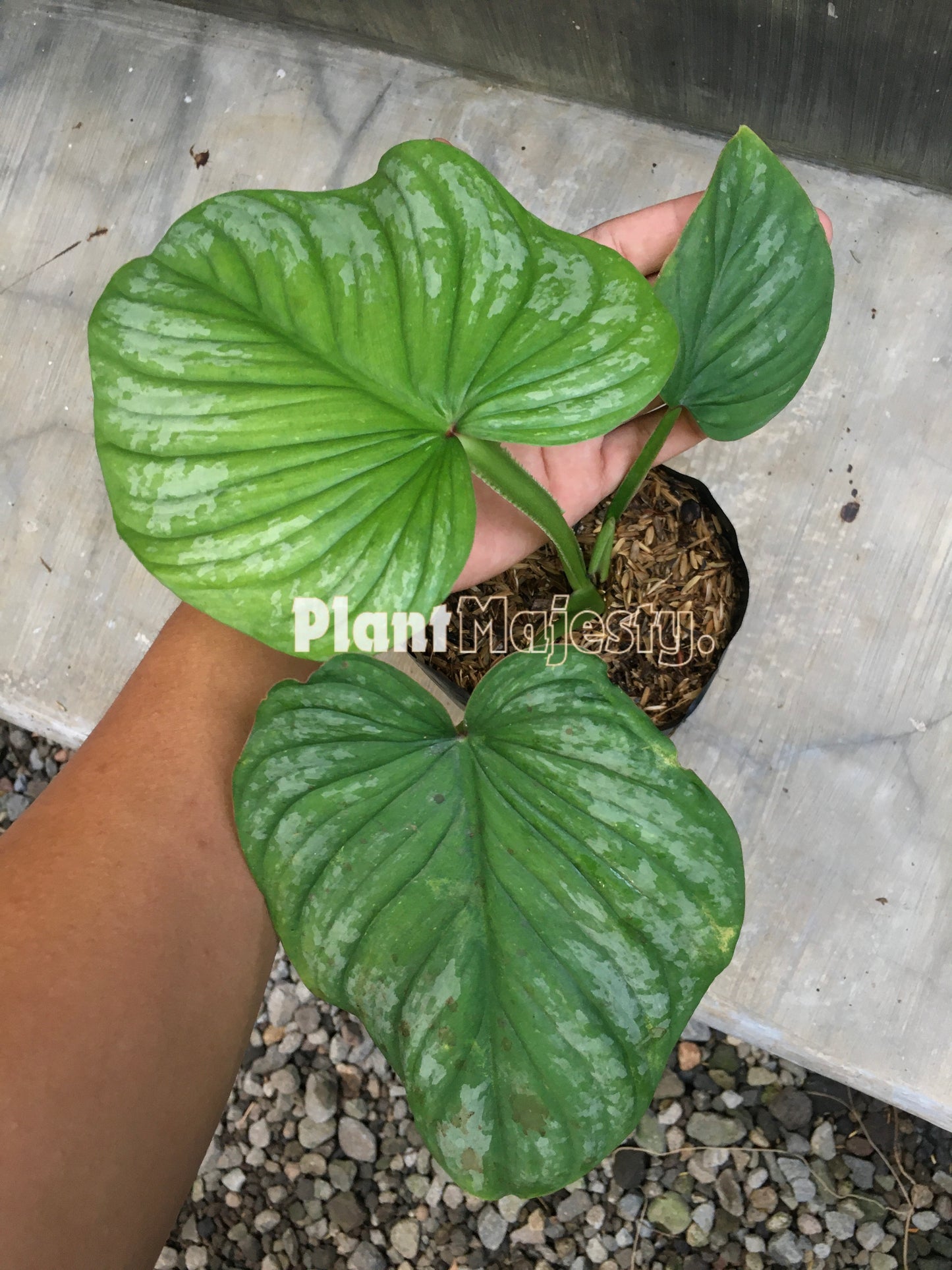 Philodendron Silver Cloud