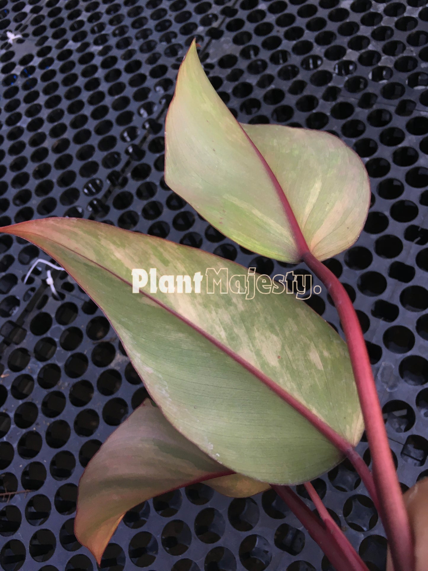 Philodendron Strawberry Shake Medium