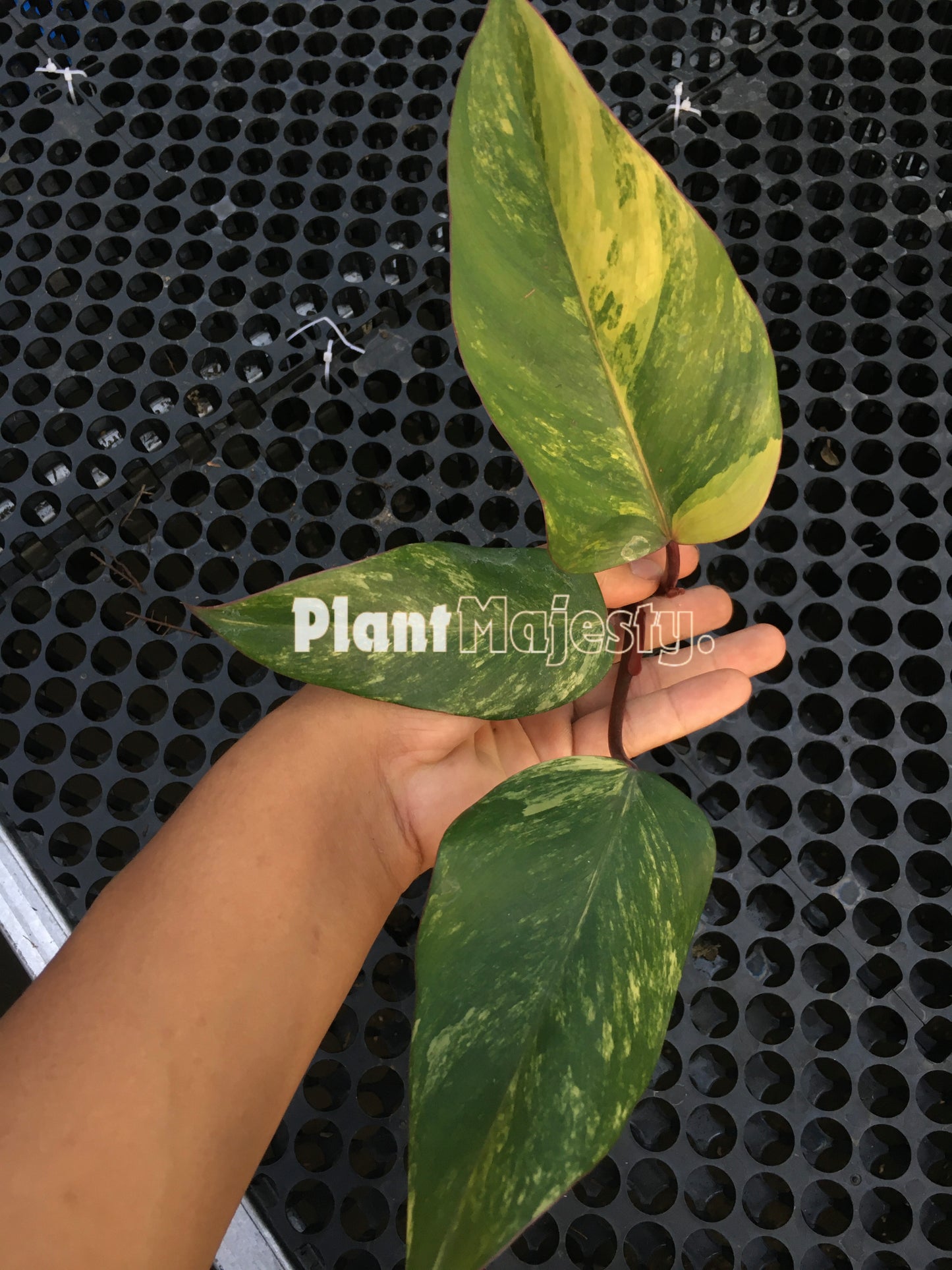 Philodendron Strawberry Shake Medium