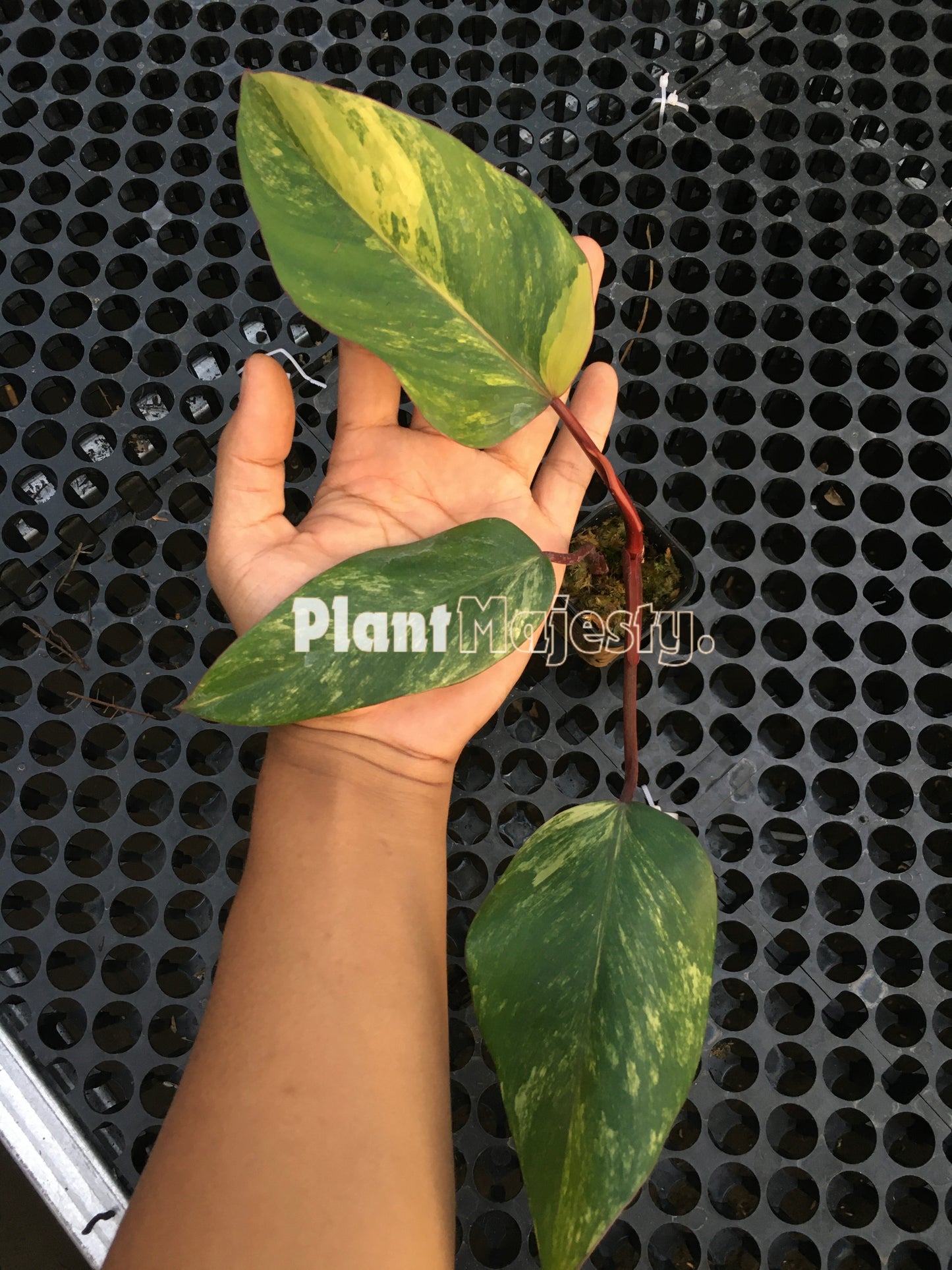 Philodendron Strawberry Shake Medium