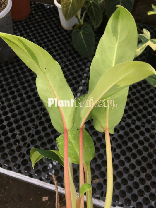 Philodendron Thai Sunrise