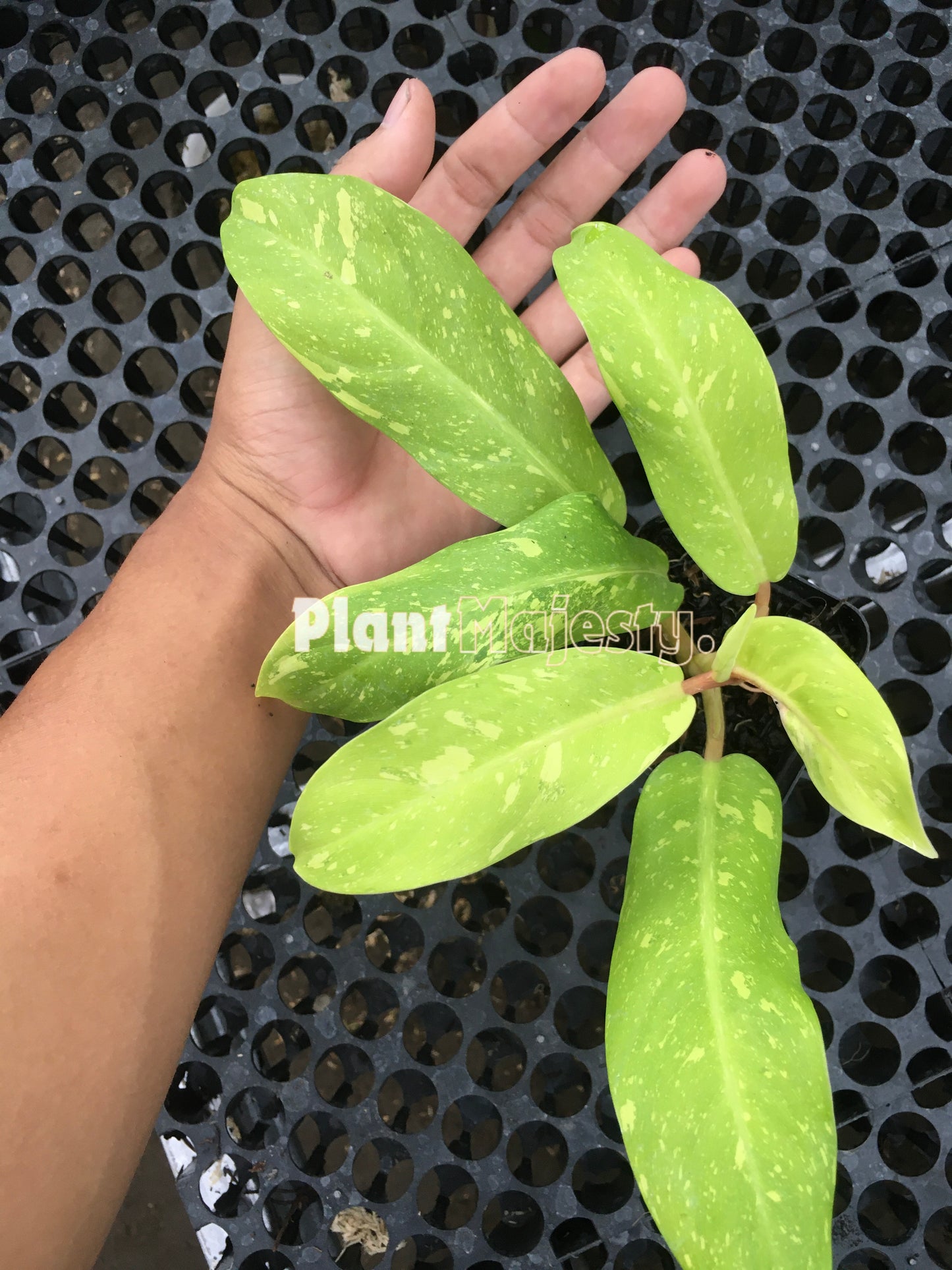 Philodendron Thai Sunrise Galaxy