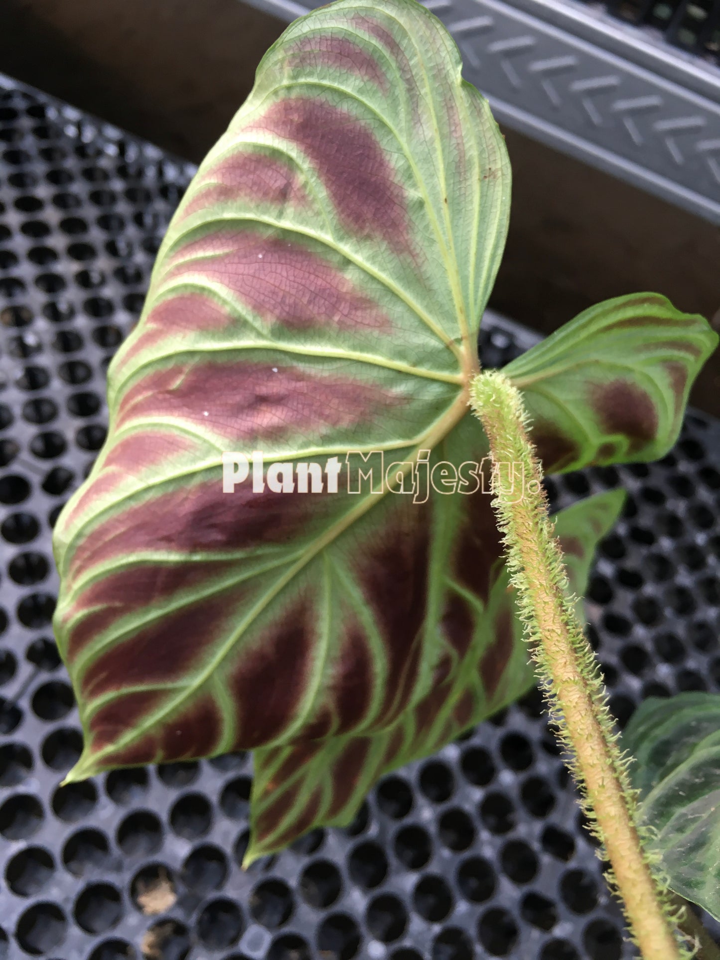 Philodendron Verrucosum