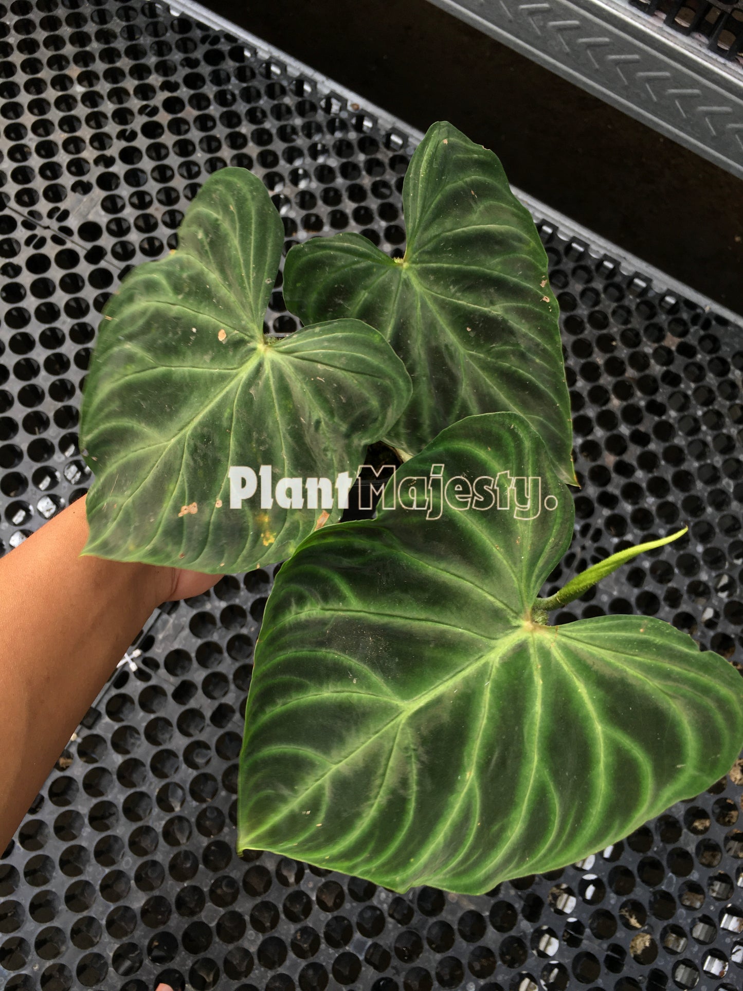 Philodendron Verrucosum