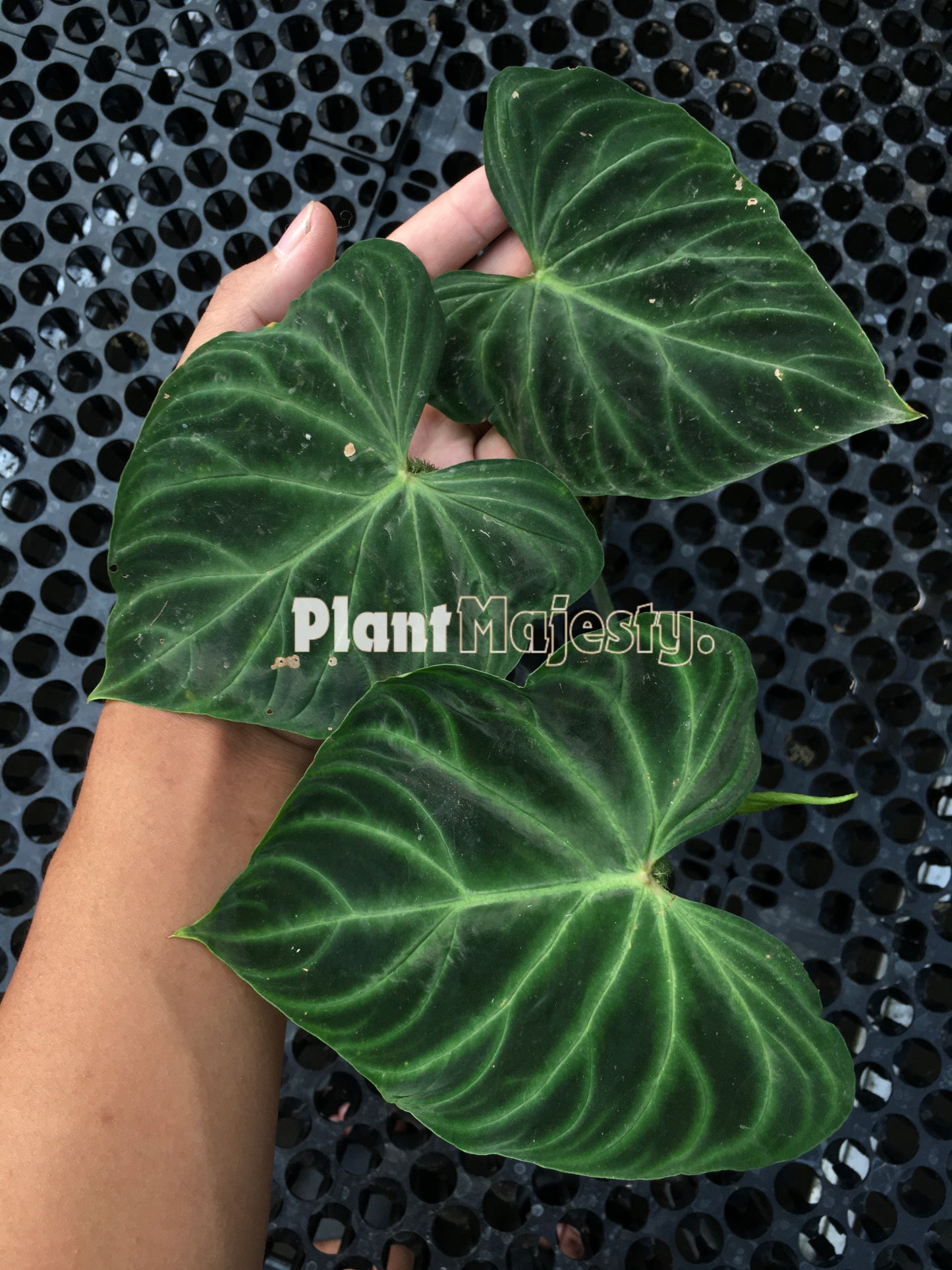 Philodendron Verrucosum