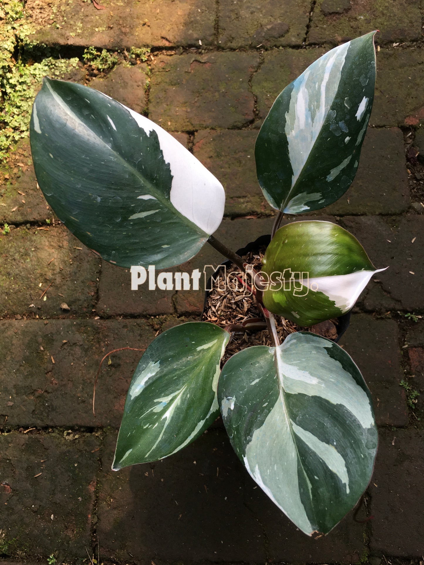 Philodendron White Knight