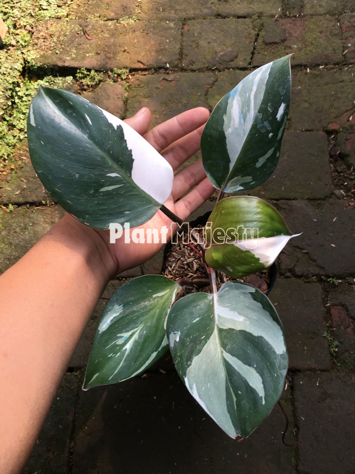 Philodendron White Knight