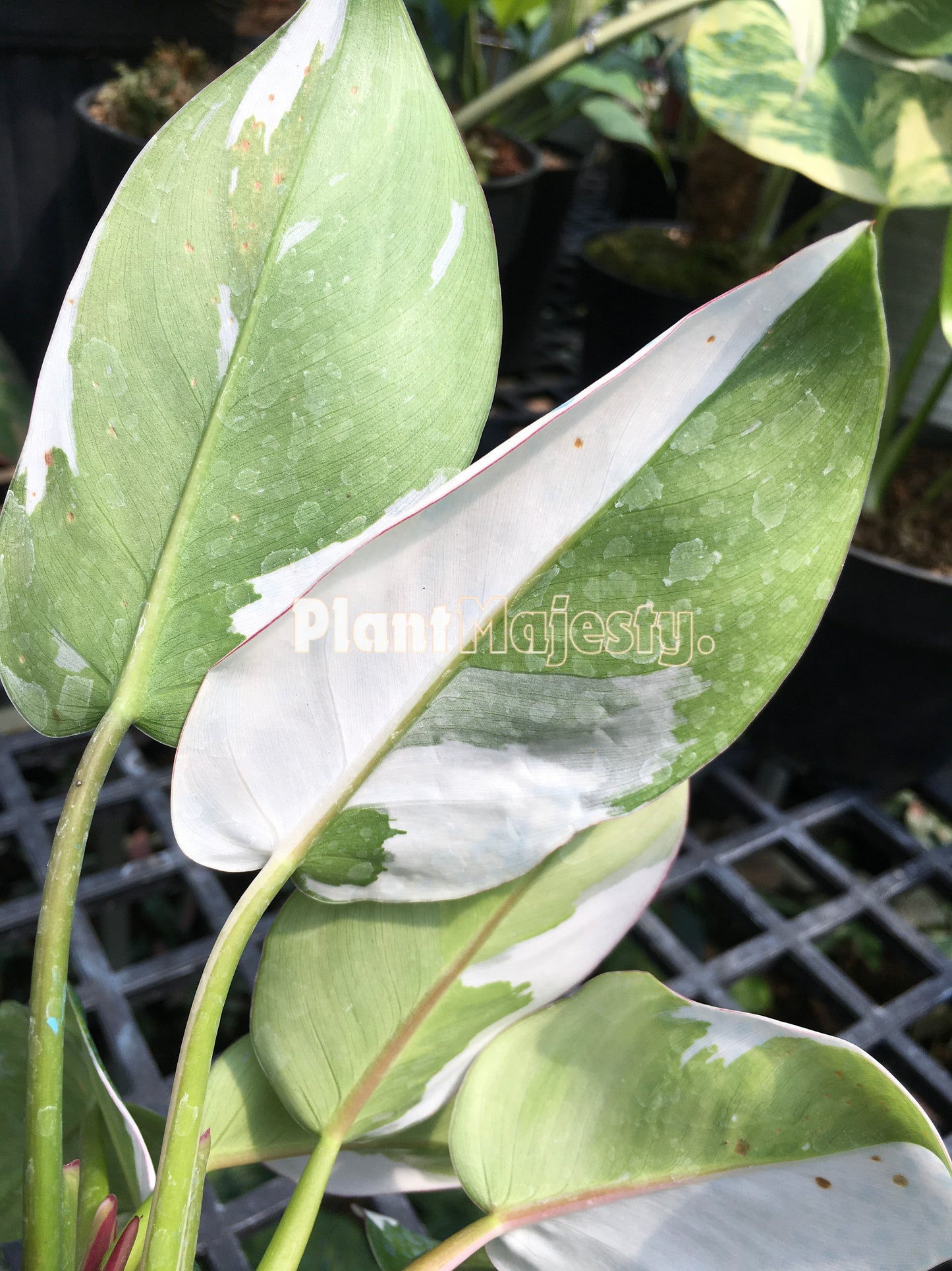 Philodendron White Princes