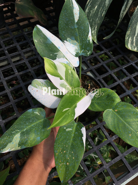 Philodendron White Princes