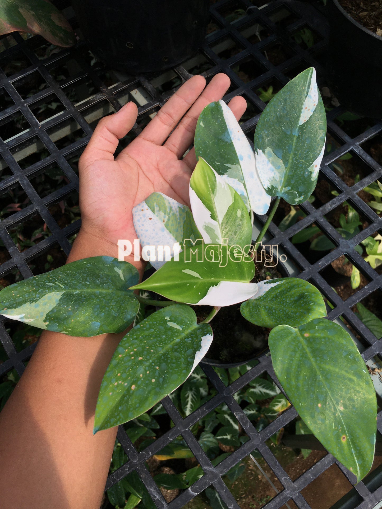 Philodendron White Princess