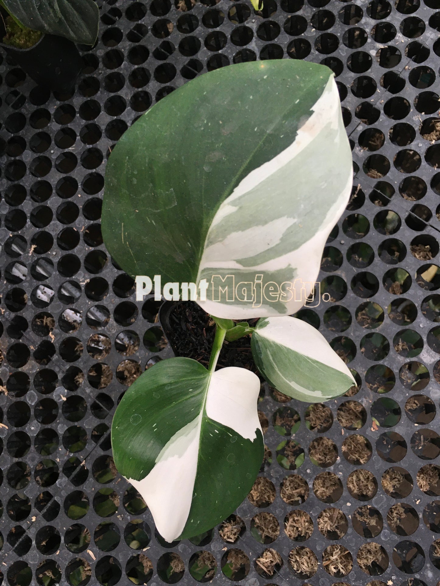 Philodendron White Wizard