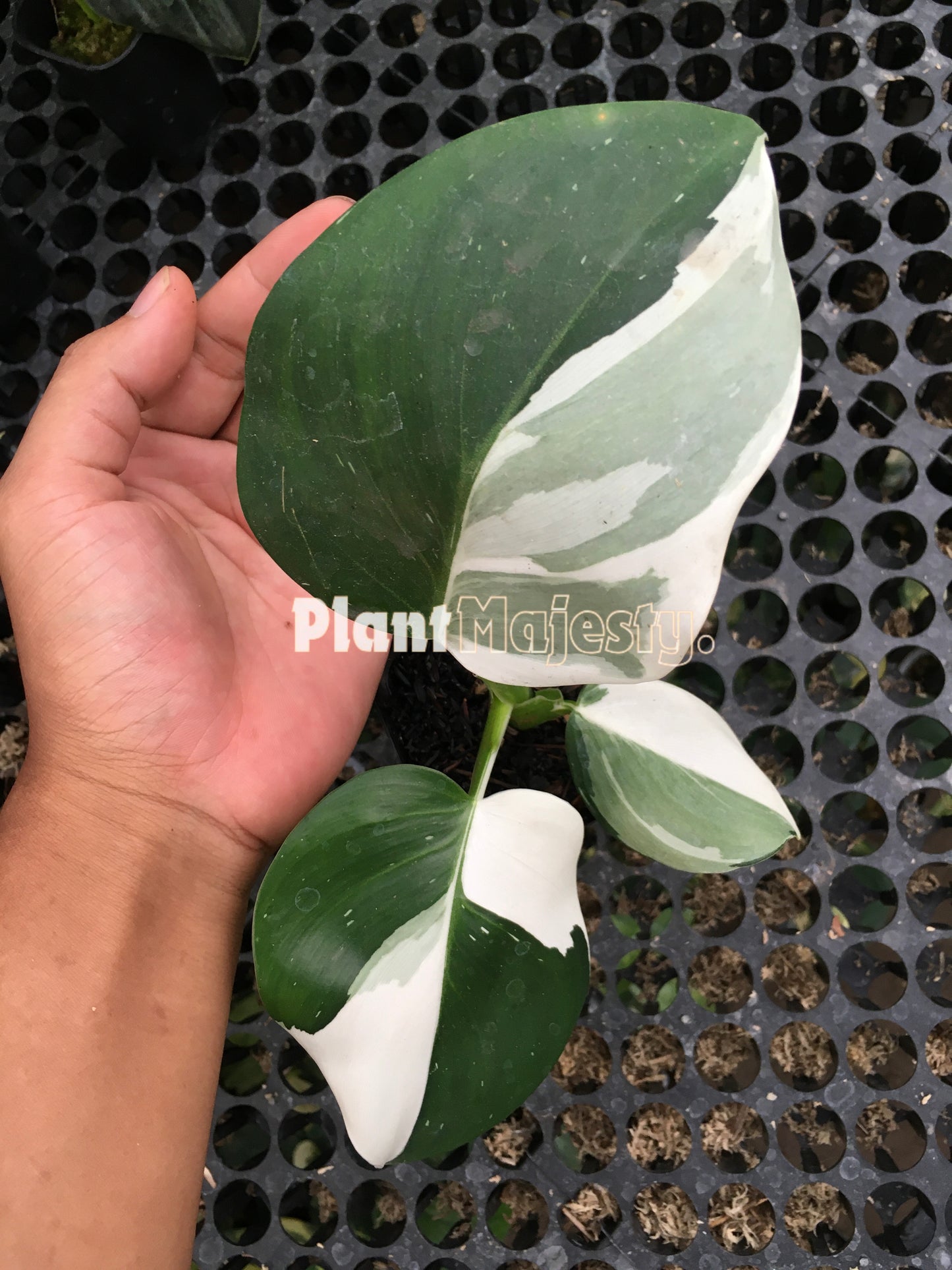 Philodendron White Wizard