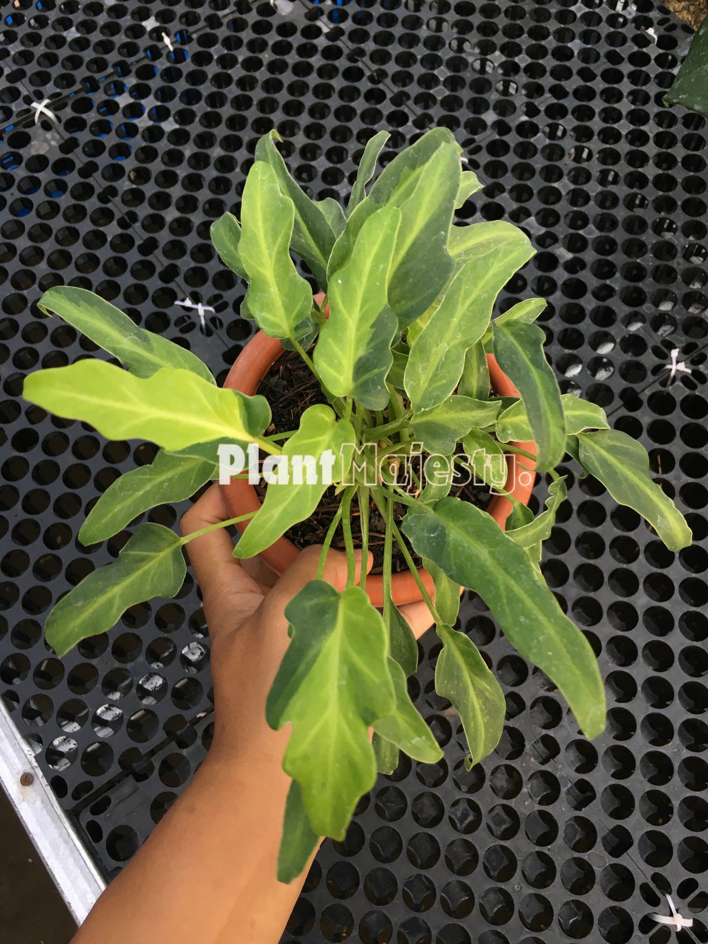 Philodendron Xanadu Variegated