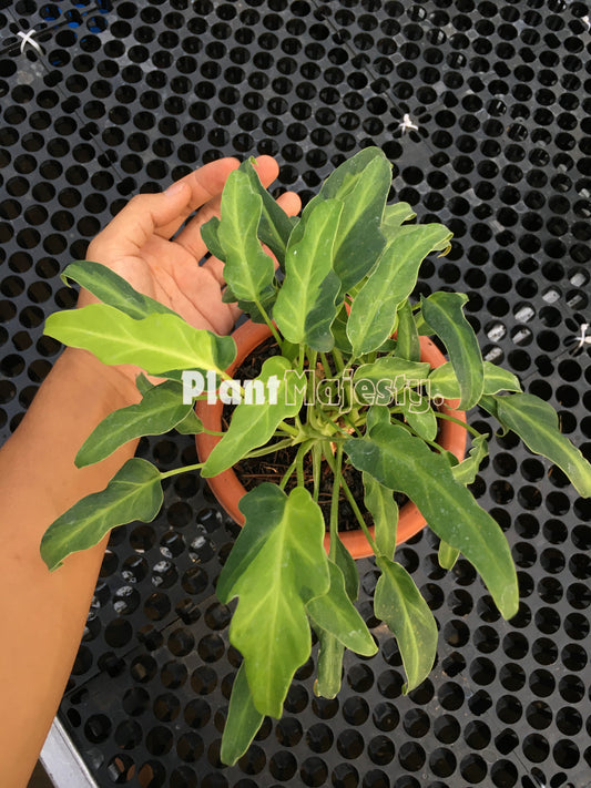 Philodendron Xanadu Variegated